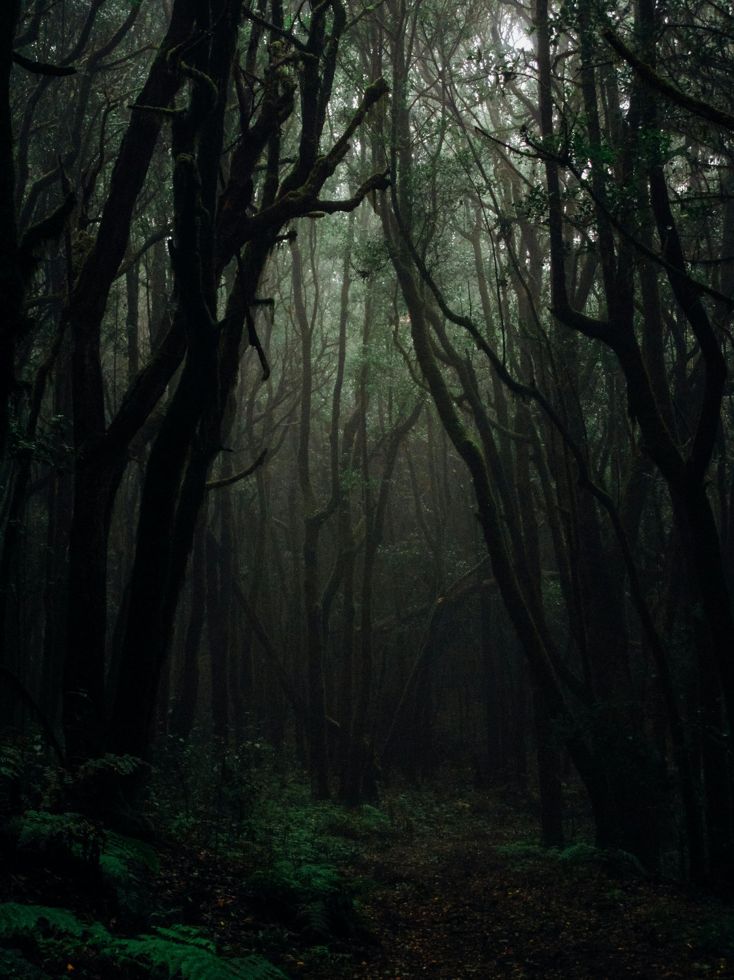 Forest Euphoria - Scent Haven