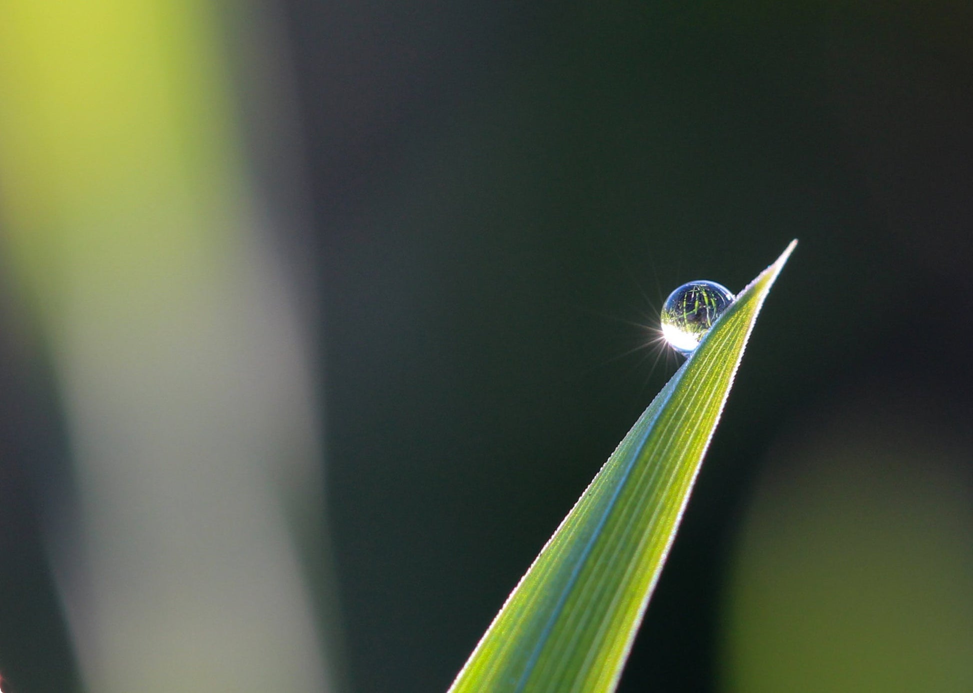 Dew-Kissed Morning - Scent Haven